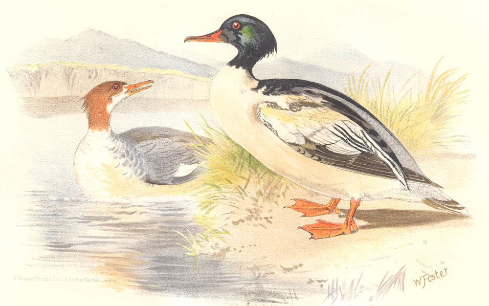INDIAN GAME BIRDS. Goosander (Mergus Castor). Chromolithograph. FINN 1915